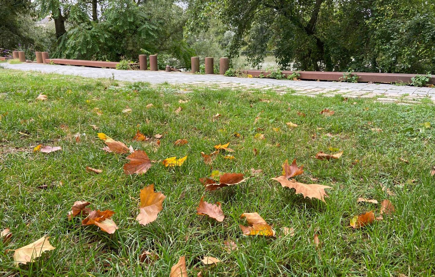 Les arbres perdent leurs feuilles un mois en avance : un signe alarmant du réchauffement climatique en France
