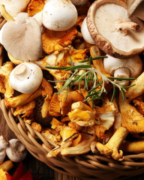 Les bienfaits méconnus des champignons pour la santé humaine