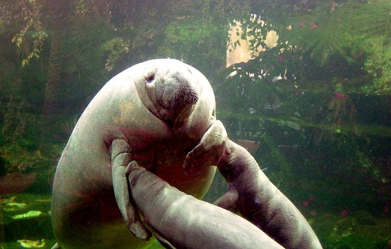 Les lamantins face à l'extinction : le rôle crucial des parcs zoologiques européens dans leur sauvegarde
