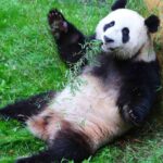 Les lieux d'accueil des pandas en dehors de la Chine, y compris en France