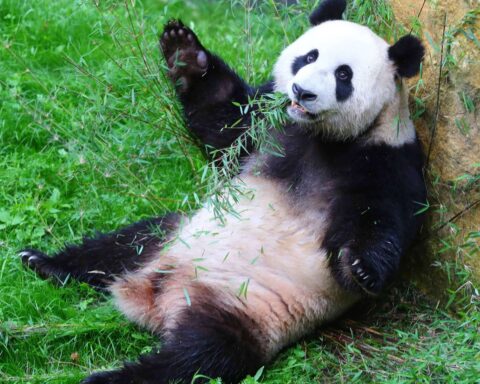 Les lieux d'accueil des pandas en dehors de la Chine, y compris en France