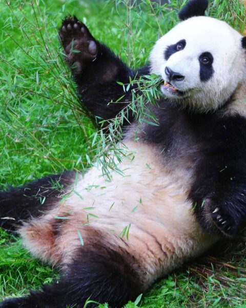 Les lieux d'accueil des pandas en dehors de la Chine, y compris en France