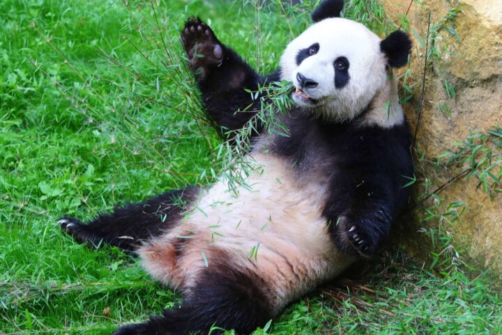 Les lieux d'accueil des pandas en dehors de la Chine, y compris en France