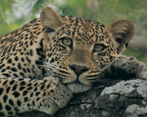 Les premiers humains, proies des léopards selon une nouvelle étude sur l'évolution humaine