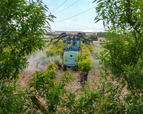 Les résidents proches des vignes exposés à des niveaux élevés de pesticides, confirme une étude