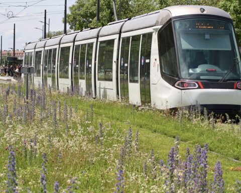 Les semences de plantes sauvages, une solution pour lutter contre la sécheresse en France