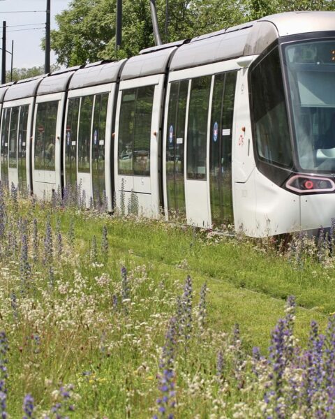 Les semences de plantes sauvages, une solution pour lutter contre la sécheresse en France