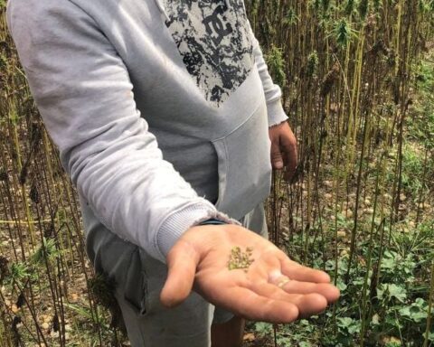 Les viticulteurs du Bordelais explorent la culture du chanvre pour diversifier leurs activités