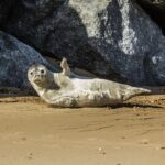 Naissance de deux bébés phoques dans l’estuaire de l’Orne, entre Sallenelles et Ouistreham