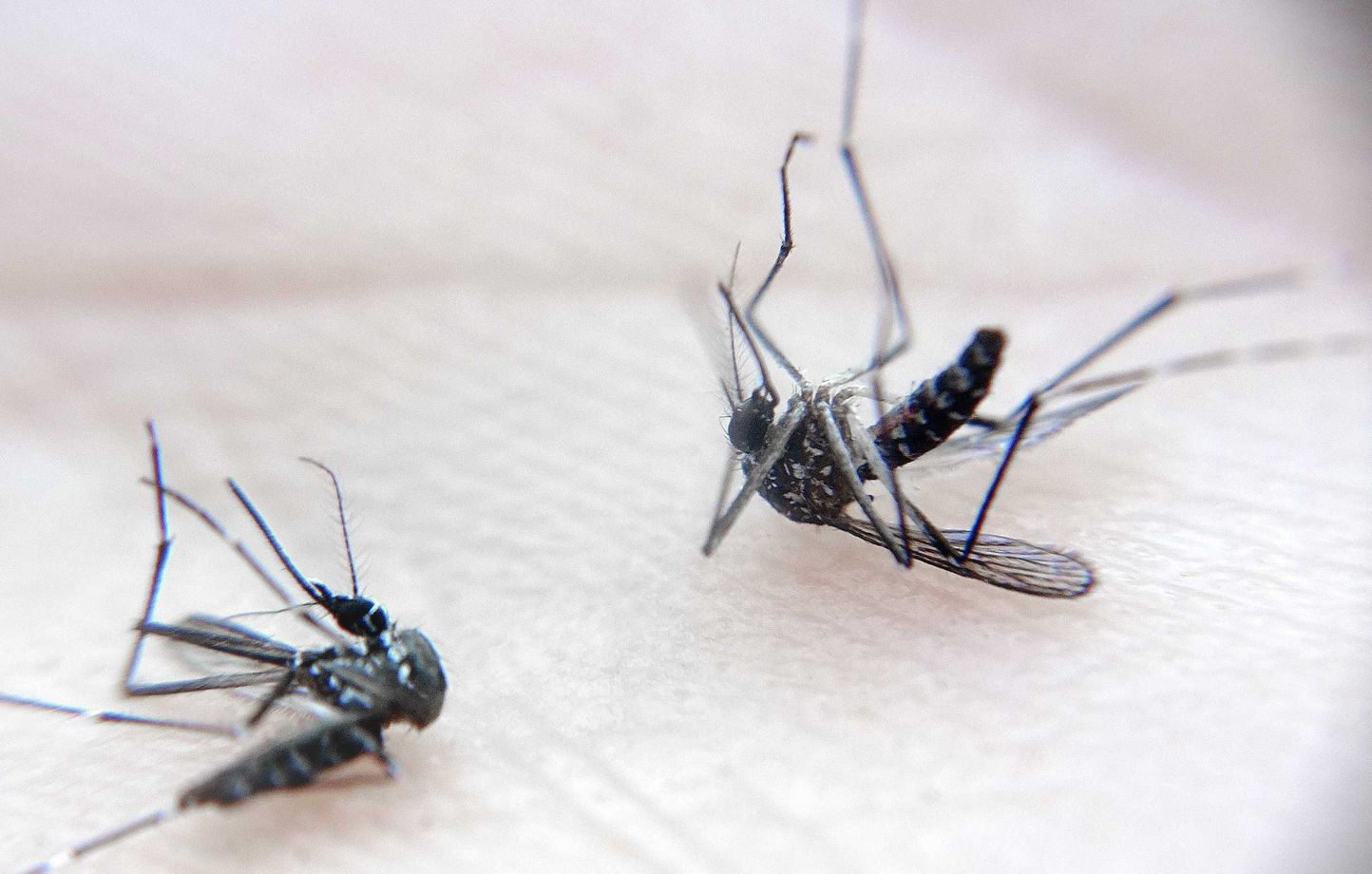 Opération de démoustication à Orléans : le maire critique l'impact sur la biodiversité