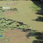 Plus de 300 tonnes de lentilles d'eau enlevées du canal de Roubaix