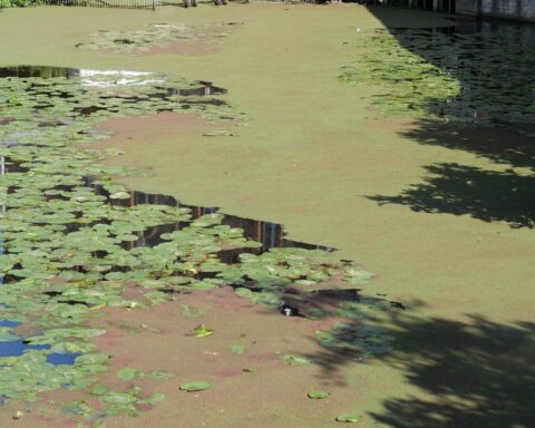 Plus de 300 tonnes de lentilles d'eau enlevées du canal de Roubaix