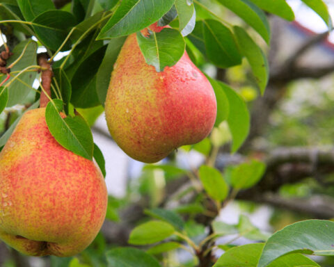 Pourquoi il est essentiel de ramasser les fruits tombés pour éviter nuisibles et dégradations dans votre jardin