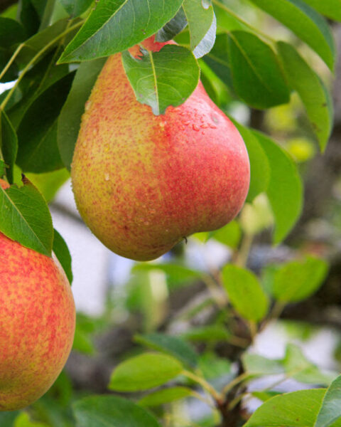 Pourquoi il est essentiel de ramasser les fruits tombés pour éviter nuisibles et dégradations dans votre jardin