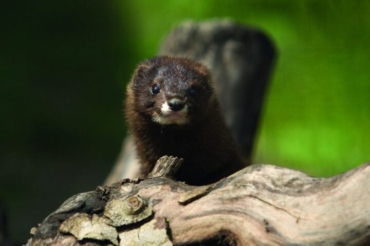 Trois visons d’Europe relâchés en Charente pour préserver l’espèce en danger