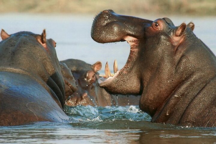 Un hippopotame chavire une pirogue en Côte d'Ivoire, onze personnes disparues dont un nourrisson