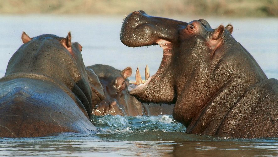 Un hippopotame chavire une pirogue en Côte d'Ivoire, onze personnes disparues dont un nourrisson