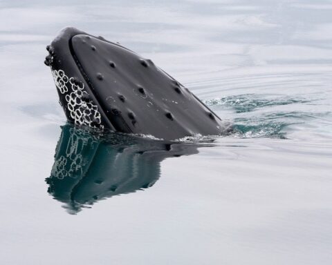 Un investisseur majeur de l'ICO d'Ethereum débloque 646 millions de dollars après trois ans d'inactivité