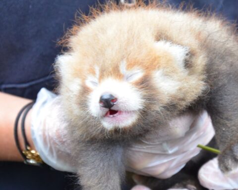 Un parc animalier de Seine-Maritime euthanasie un bébé panda roux pour des raisons médicales