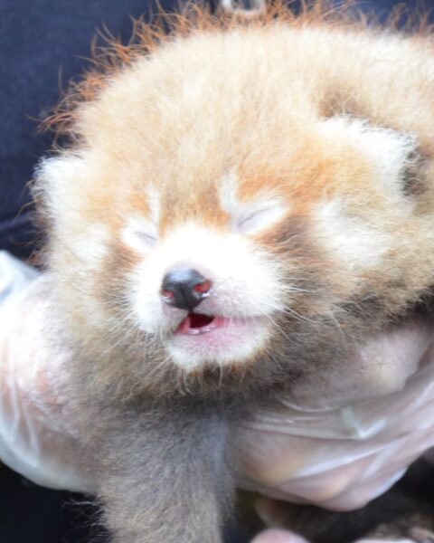 Un parc animalier de Seine-Maritime euthanasie un bébé panda roux pour des raisons médicales