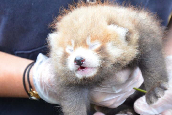 Un parc animalier de Seine-Maritime euthanasie un bébé panda roux pour des raisons médicales