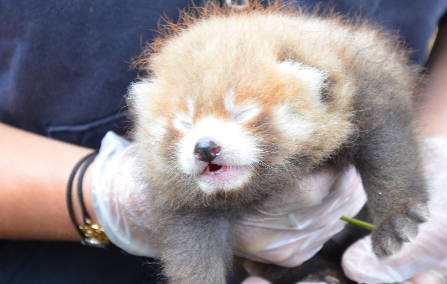 Un parc animalier de Seine-Maritime euthanasie un bébé panda roux pour des raisons médicales