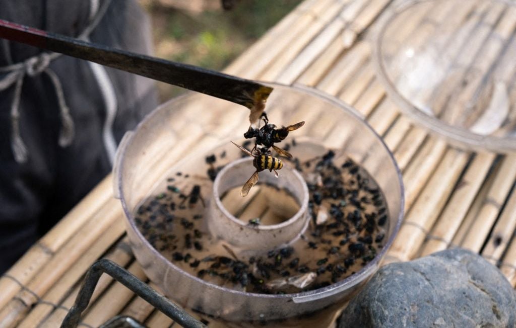 Un phénomène inquiétant menace la survie des abeilles et autres pollinisateurs en France