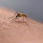 Un premier cas autochtone de chikungunya confirmé à Chauray dans les Deux-Sèvres