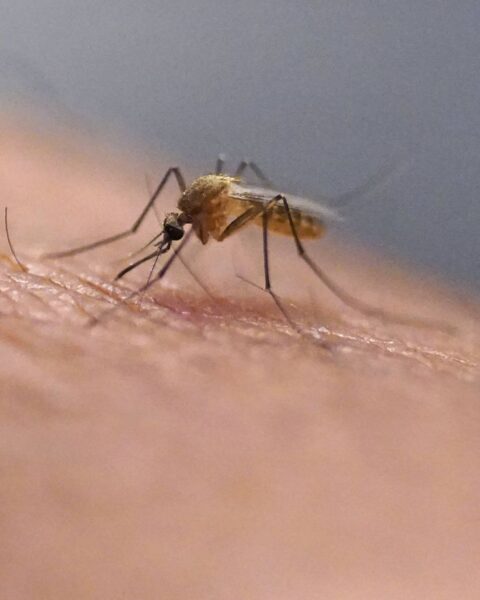 Un premier cas autochtone de chikungunya confirmé à Chauray dans les Deux-Sèvres