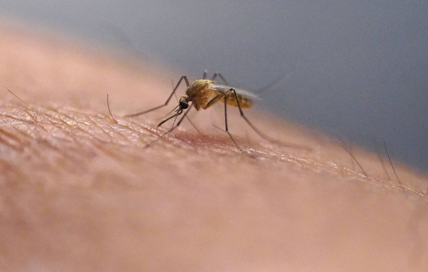 Un premier cas autochtone de chikungunya confirmé à Chauray dans les Deux-Sèvres