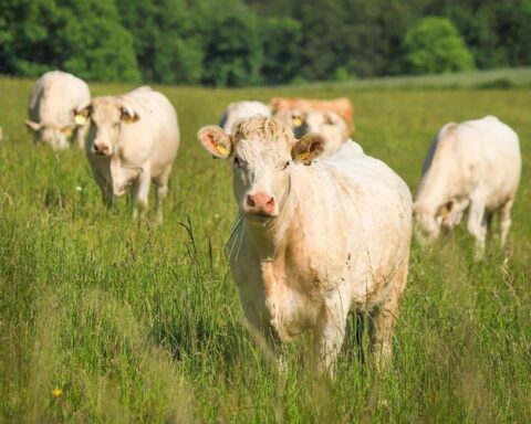 Un randonneur de 85 ans décède après une attaque de vaches dans les Alpes autrichiennes, sa femme blessée