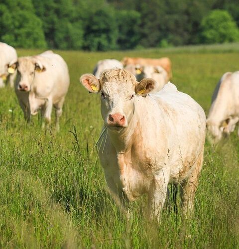 Un randonneur de 85 ans décède après une attaque de vaches dans les Alpes autrichiennes, sa femme blessée