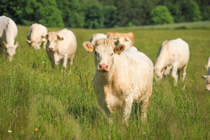 Un randonneur de 85 ans décède après une attaque de vaches dans les Alpes autrichiennes, sa femme blessée