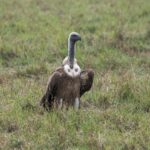 Un vautour fauve sauvé d'une noyade dans la baie de Saint-Jean-de-Luz