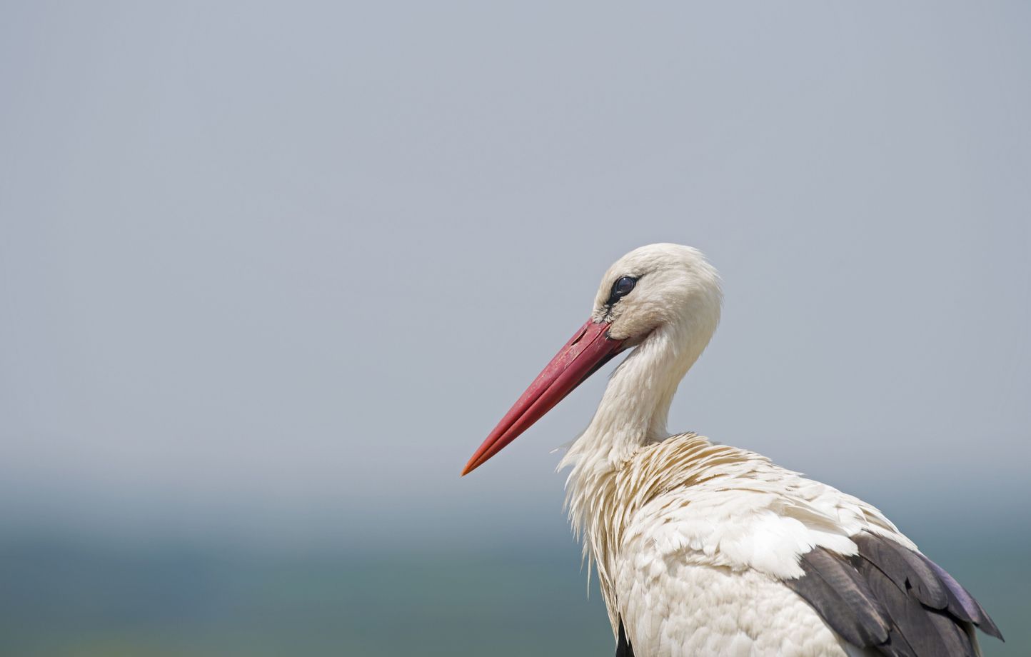 Une affluence record de 750 cigognes observée en Indre-et-Loire les 6 et 7 septembre 2025