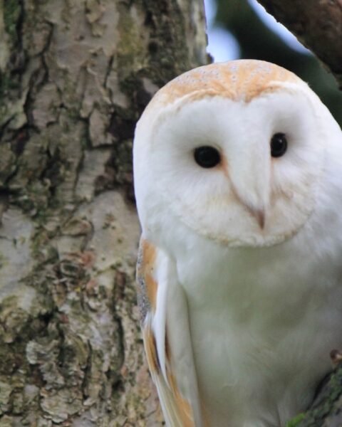 Une association installe 7 nichoirs pour chouettes à Courcy, en Normandie