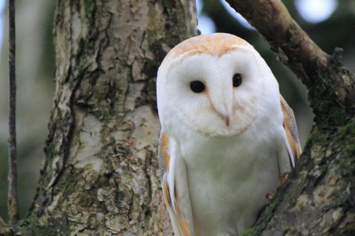 Une association installe 7 nichoirs pour chouettes à Courcy, en Normandie
