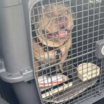 Une maîtresse abandonne son chien dans un taxi pour prendre son vol à Bruxelles