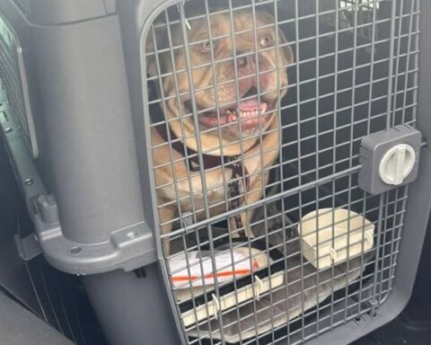 Une maîtresse abandonne son chien dans un taxi pour prendre son vol à Bruxelles