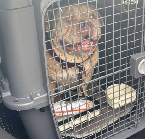 Une maîtresse abandonne son chien dans un taxi pour prendre son vol à Bruxelles