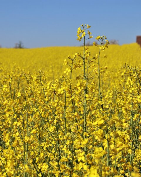 L’Ukraine renforce son rôle de leader dans l’exportation d’huile de colza vers l’UE