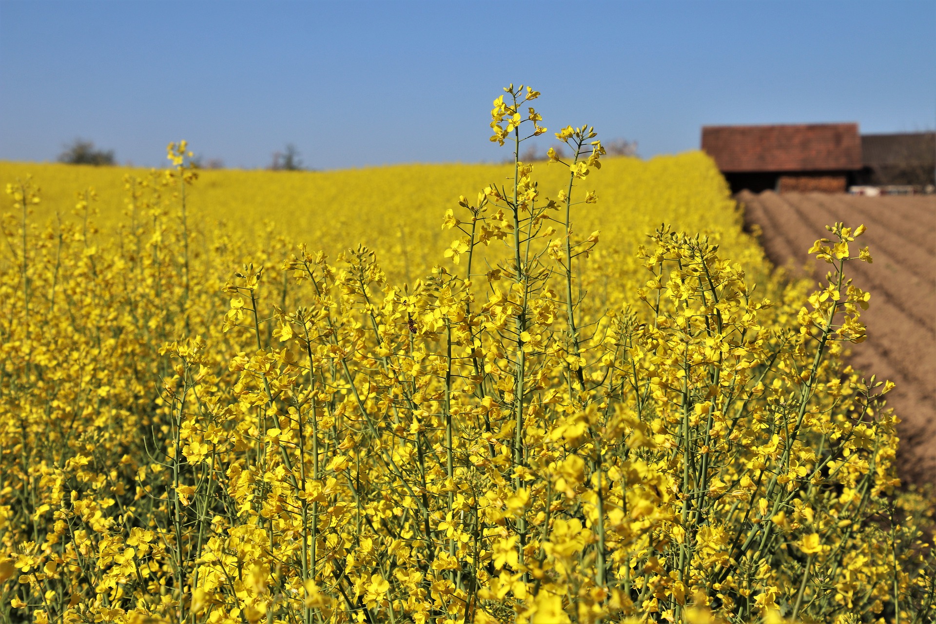 L’Ukraine renforce son rôle de leader dans l’exportation d’huile de colza vers l’UE