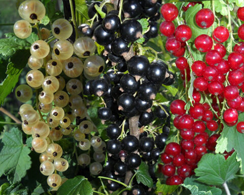 Les exportations ukrainiennes de cassis soutiennent les marchés européens