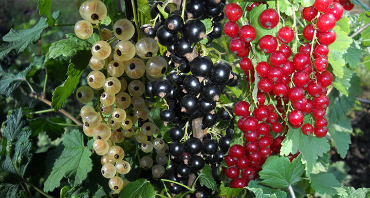 Les exportations ukrainiennes de cassis soutiennent les marchés européens