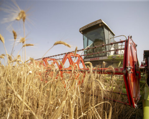 L'orge ukrainienne, pilier stratégique pour la sécurité alimentaire en Europe
