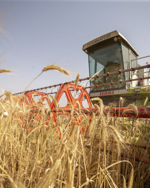 L'orge ukrainienne, pilier stratégique pour la sécurité alimentaire en Europe