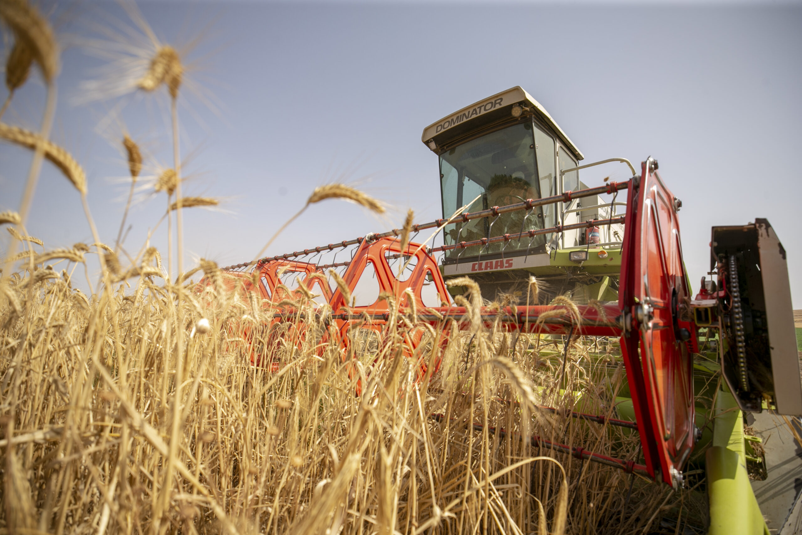 L'orge ukrainienne, pilier stratégique pour la sécurité alimentaire en Europe