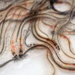 Appel urgent pour un moratoire sur la pêche à l'anguille en France, selon la LPO et des scientifiques