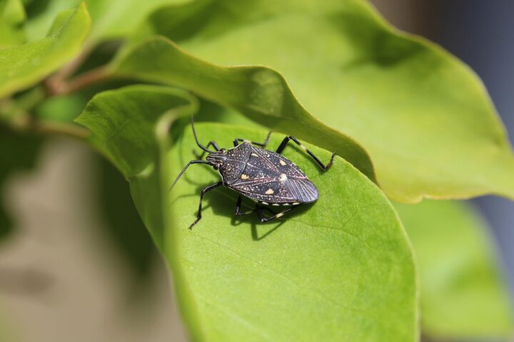 Découverte d'une espèce rare de punaise en Lot-et-Garonne, signalée par le conservatoire d'espaces naturels