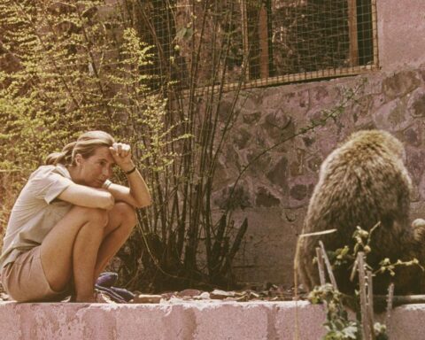 Des activistes et politiciens rendent hommage à Jane Goodall, figure emblématique de la conservation